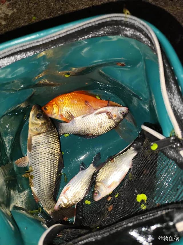 条纹鲮脂鲤钓获 天津市 0.3kg