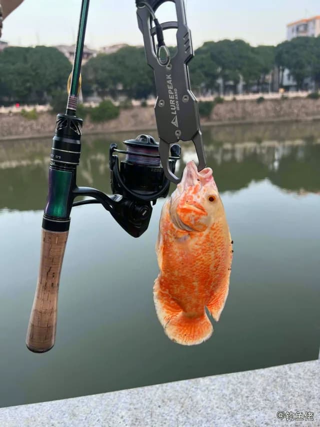 图丽鱼钓获 江门市 1.28kg