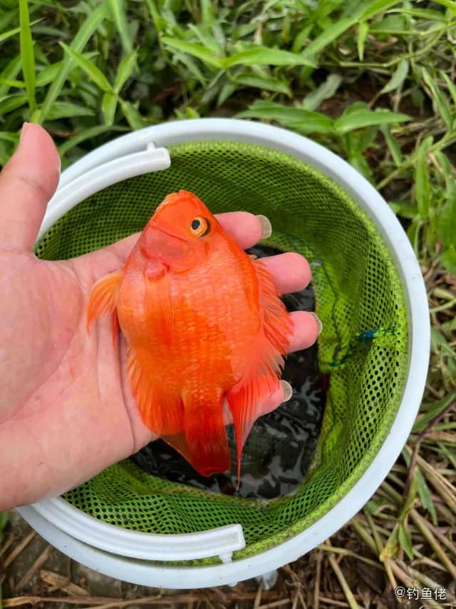 图丽鱼钓获 深圳市 0.3kg