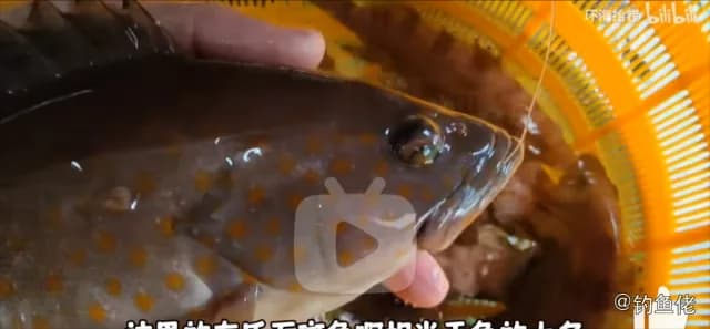 图丽鱼钓获 衡阳市 0.5kg