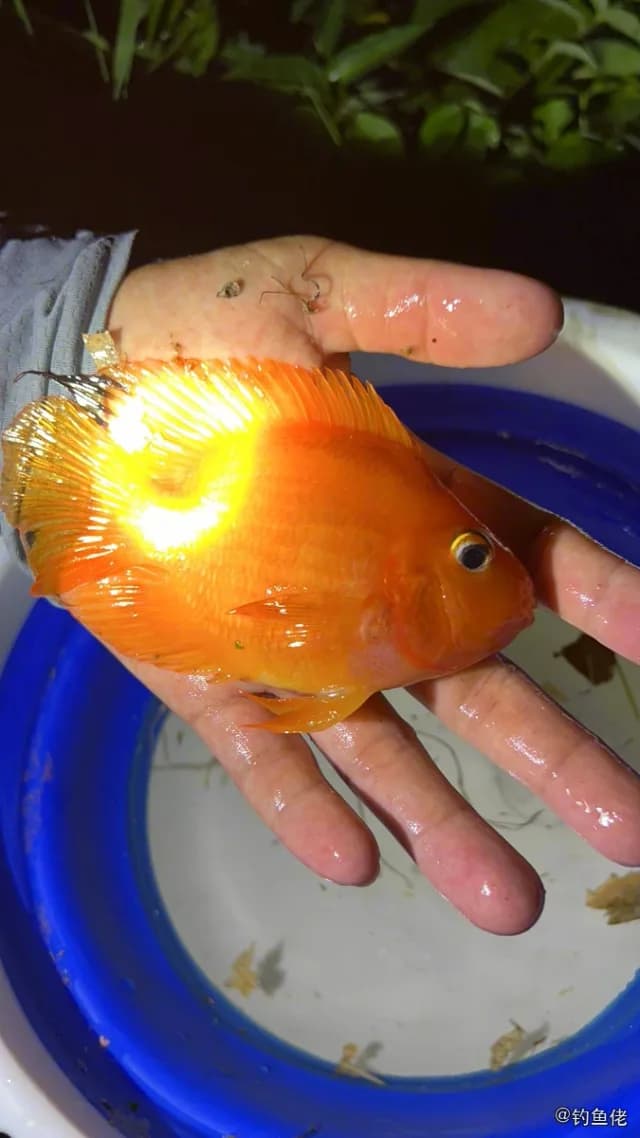 图丽鱼钓获 海南省 0.1kg