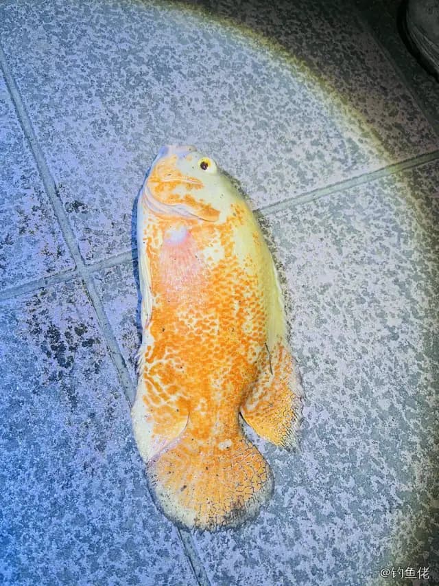 图丽鱼钓获 广州市 0.4kg