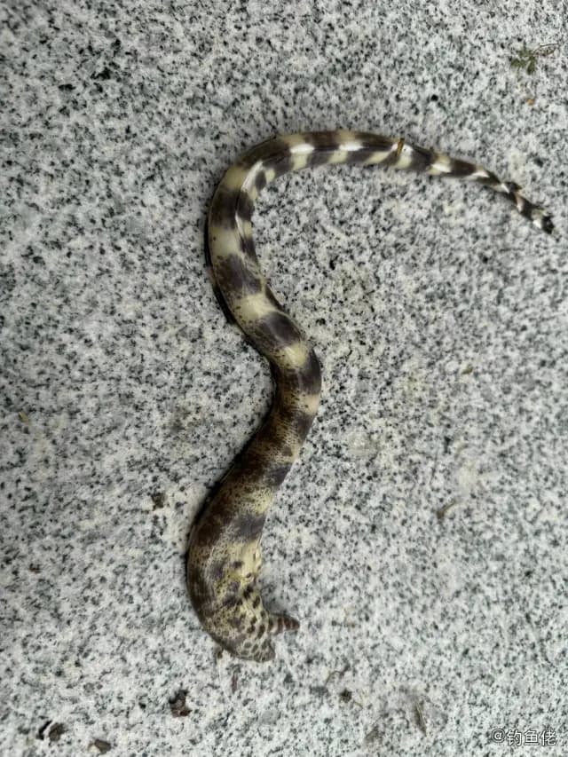 网纹裸胸鳝钓获 香港特别行政区 1.5kg