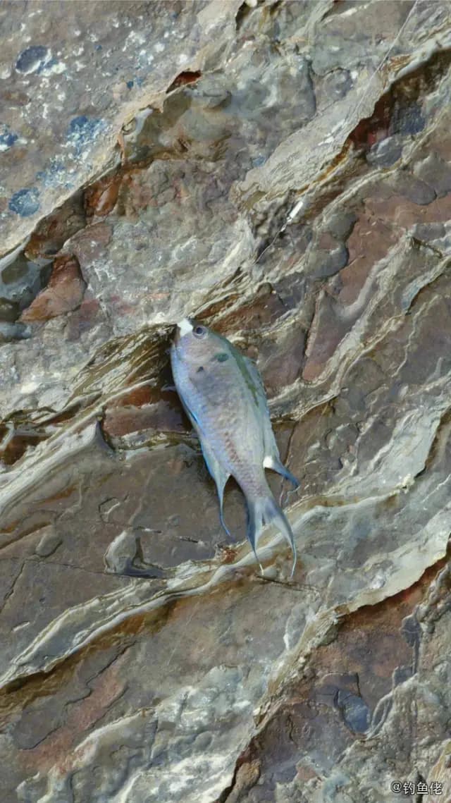 尾斑光鳃鱼钓获 中华人民共和国 0.04kg
