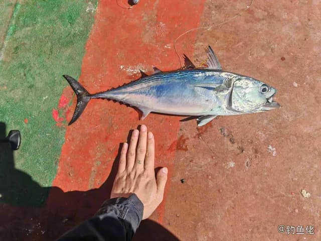 鲔鱼钓获 葫芦岛市 10.88kg