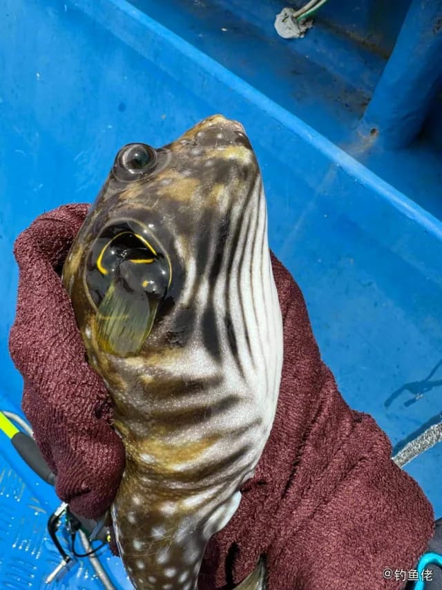 纹腹叉鼻鲀钓获 深圳市 0.9kg