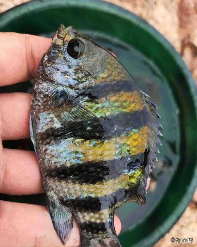 五带豆娘鱼钓获 衡水市 0.1kg