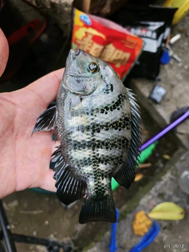 五带豆娘鱼钓获 广州市 0.1kg