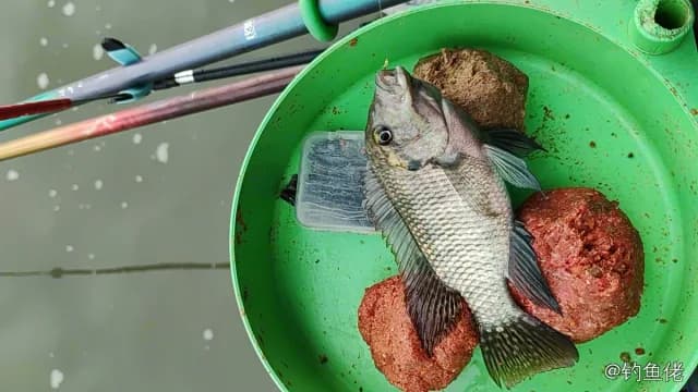 五带豆娘鱼钓获 温州市 0.1kg