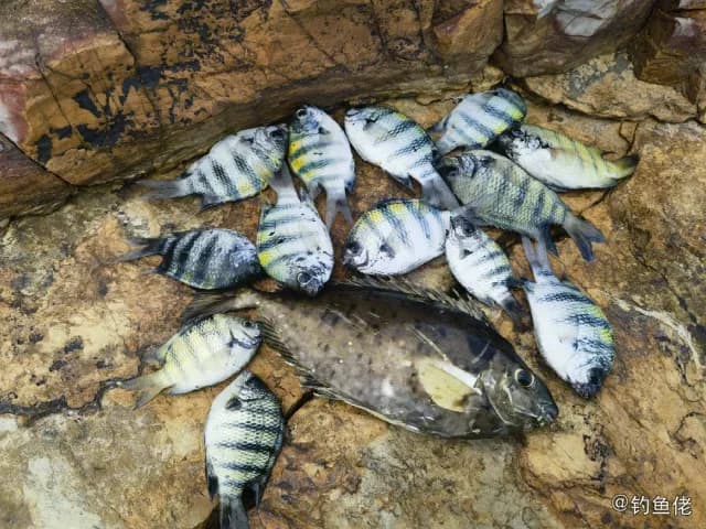 五带豆娘鱼钓获 深圳市 0.8kg