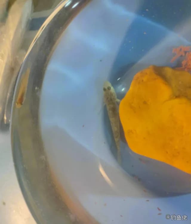 溪吻虾虎鱼钓获 上饶市 