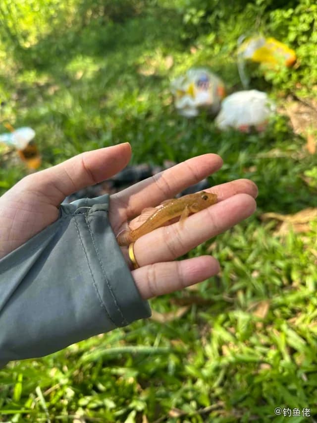 溪吻虾虎鱼钓获 阳江市 0.01kg