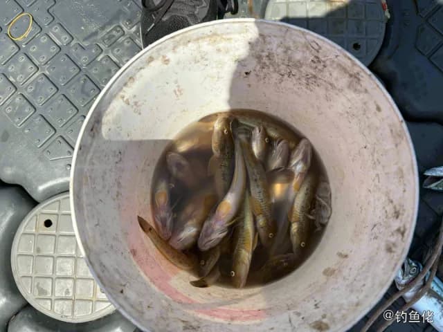 狭带细鳞盔鱼钓获 秦皇岛市 50kg
