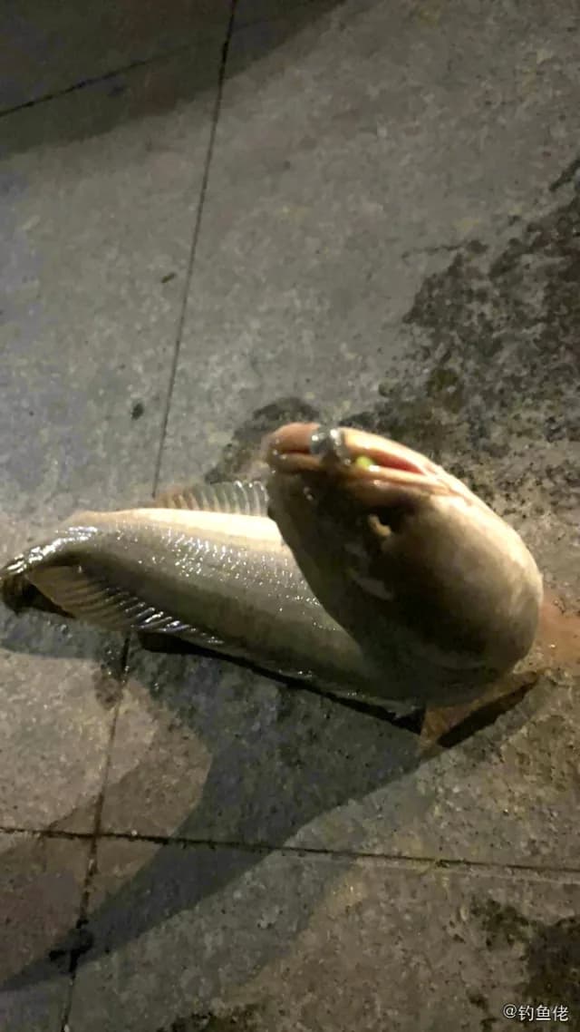 线鳢钓获 东莞市 2.2kg
