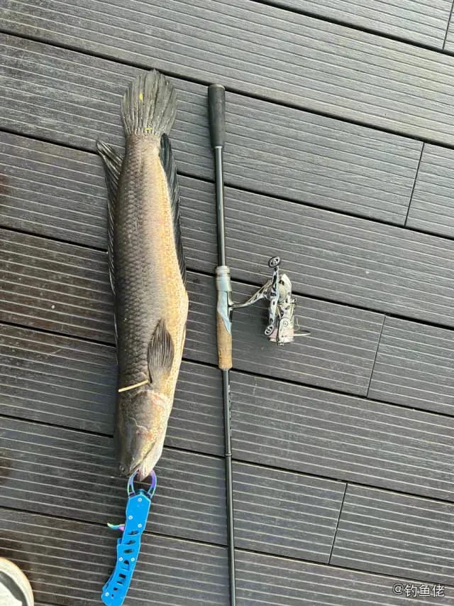 线鳢钓获 深圳市 2.8kg