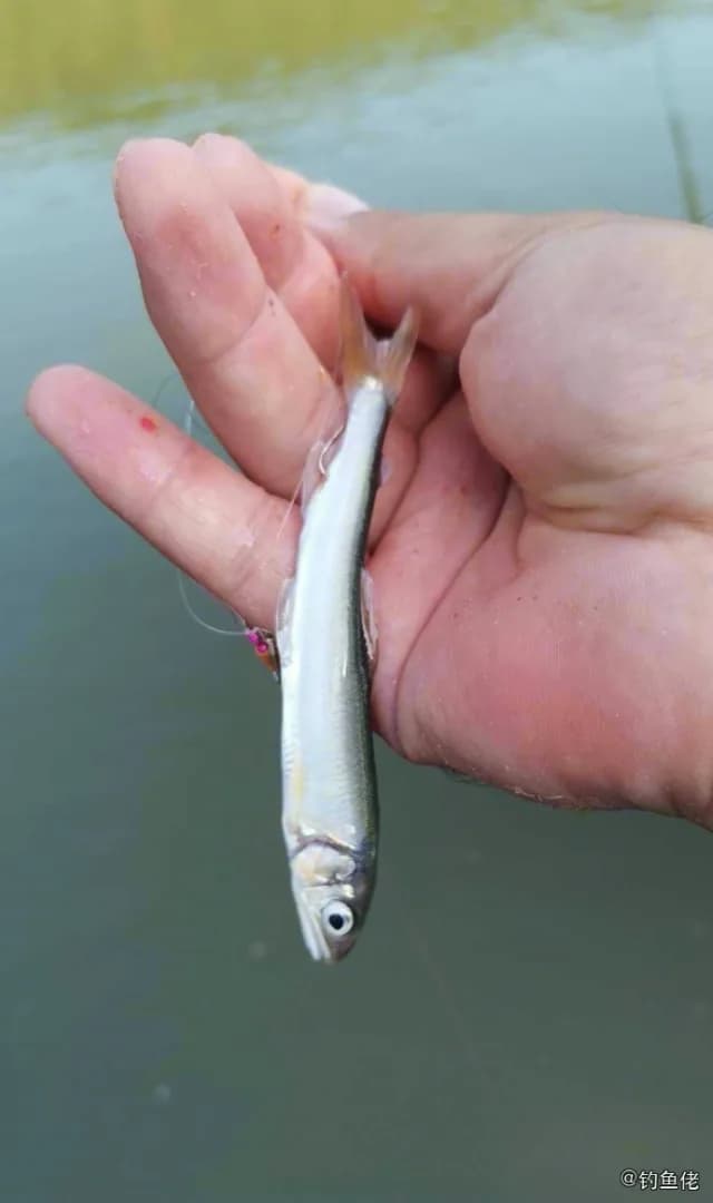 香鱼钓获 衡水市 0.4kg