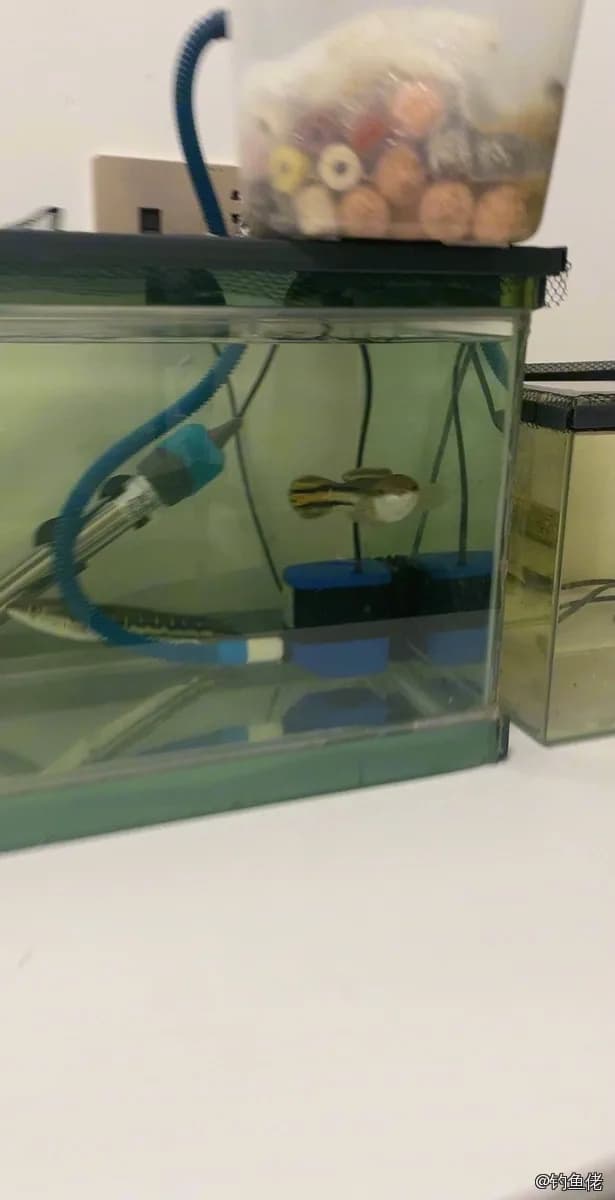 小盾鳢钓获 湛江市 0.5kg