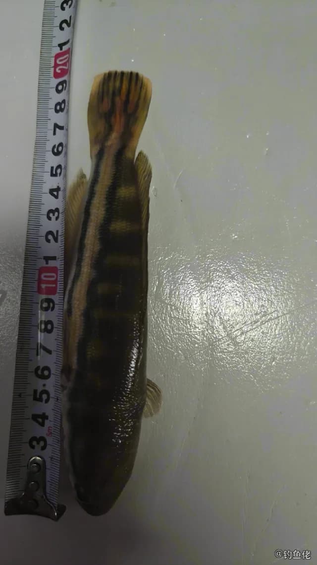 小盾鳢钓获 衢州市 24kg
