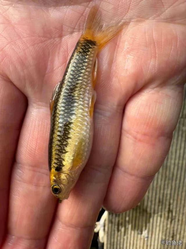 小鳈钓获 湖州市 0.1kg