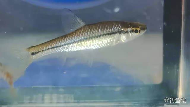 小鳈钓获 上海市 0.03kg