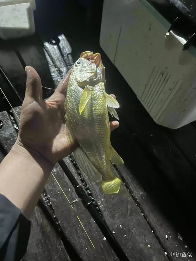 星斑篮子鱼钓获 温州市 0.3kg