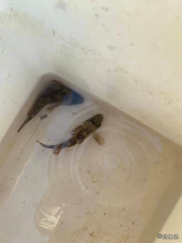 星斑裸颊鲷钓获 福州市 0.1kg