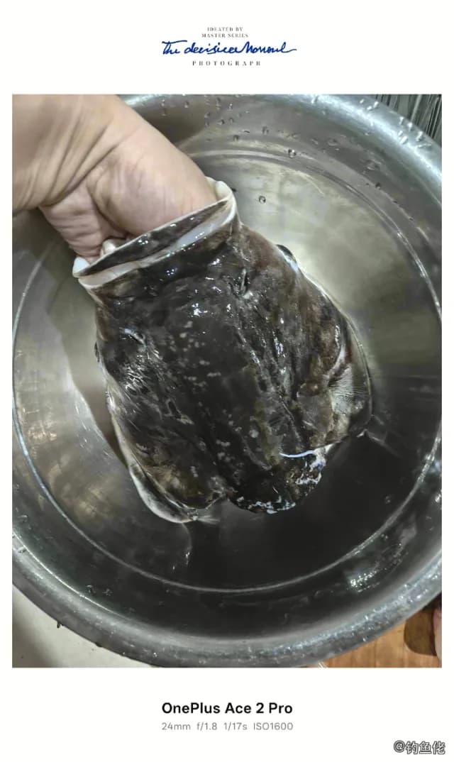 星斑裸颊鲷钓获 枣庄市 0.8kg