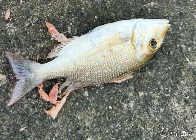星斑裸颊鲷钓获 海南省 6.4kg