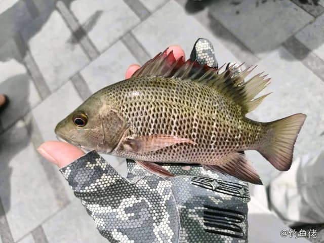 星点笛鲷钓获 深圳市 0.1kg