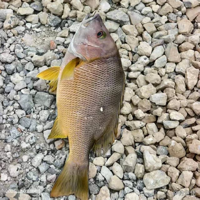 星点笛鲷钓获 上海市 1.2kg