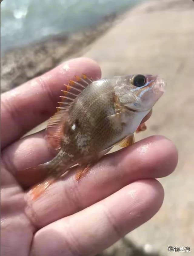 星点笛鲷钓获 汕尾市 1kg