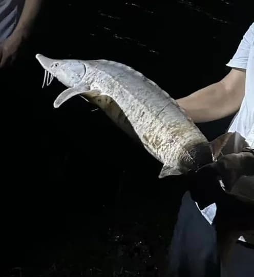 鲟鱼钓获 重庆市 8.5kg