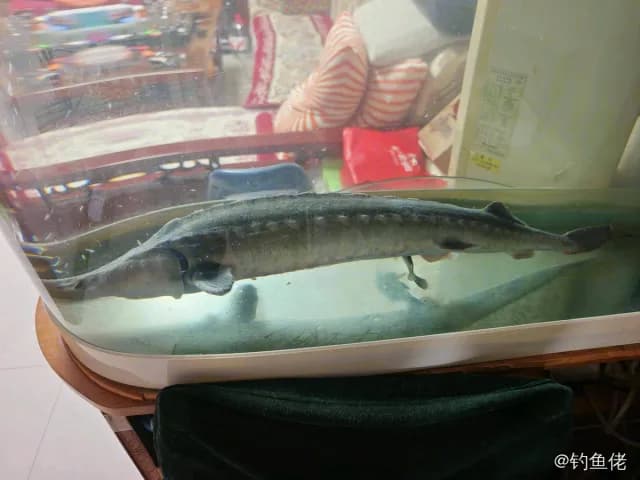 鲟鱼钓获 烟台市 3kg