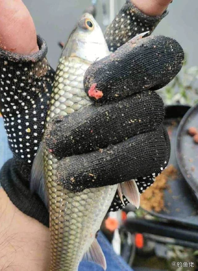 亚马逊真唇脂鲤钓获 衡水市 0.1kg