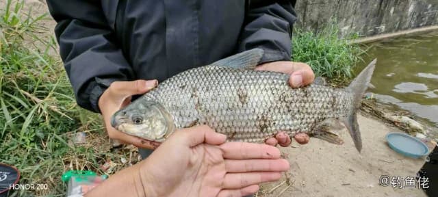 亚马逊真唇脂鲤钓获 深圳市 1.5kg