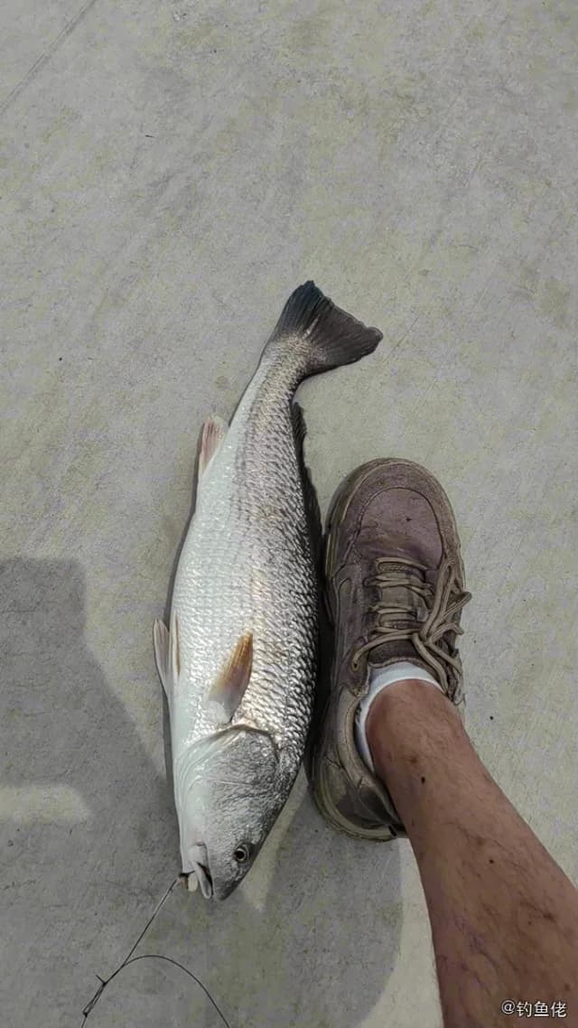 眼斑拟石首鱼钓获 青岛市 1.9kg