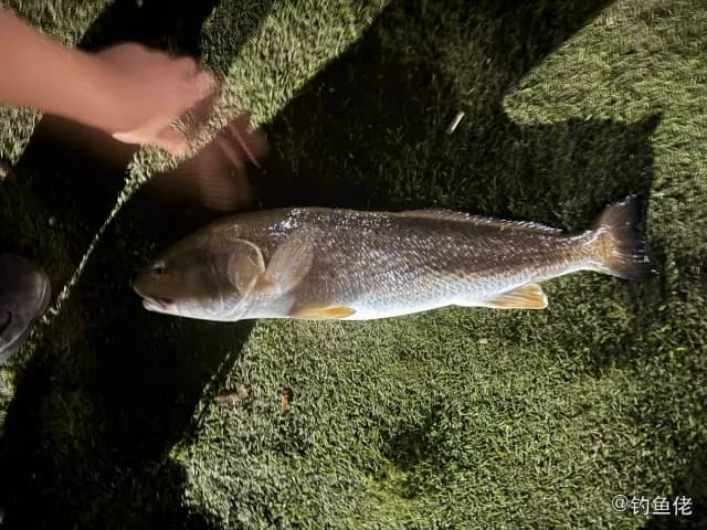 眼斑拟石首鱼钓获 宁波市 33.6kg