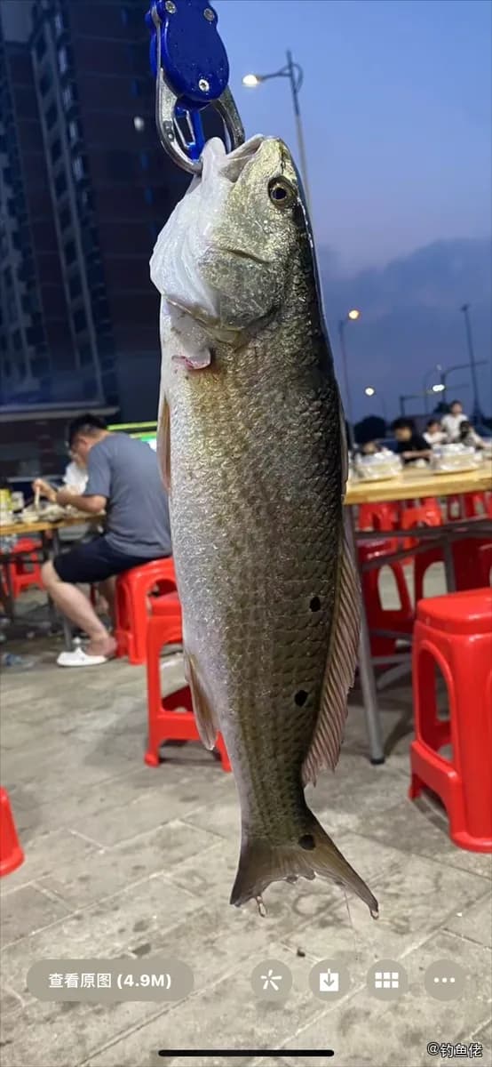 眼斑拟石首鱼钓获 杭州市 1.5kg