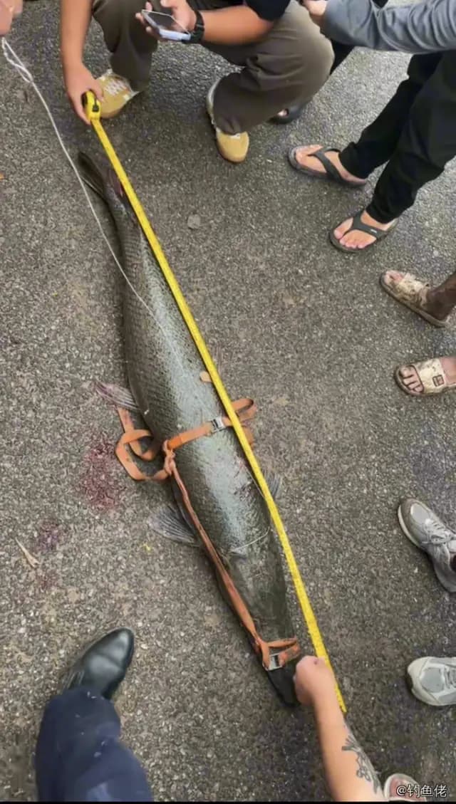 眼斑雀鳝钓获 东莞市 25.3kg