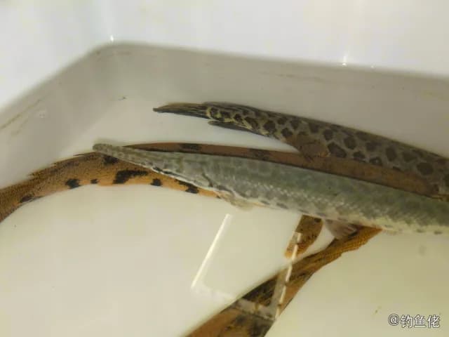 眼斑雀鳝钓获 潍坊市 18.4kg