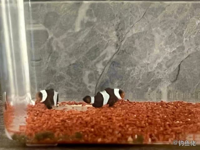眼斑双锯鱼钓获 厦门市 0.02kg