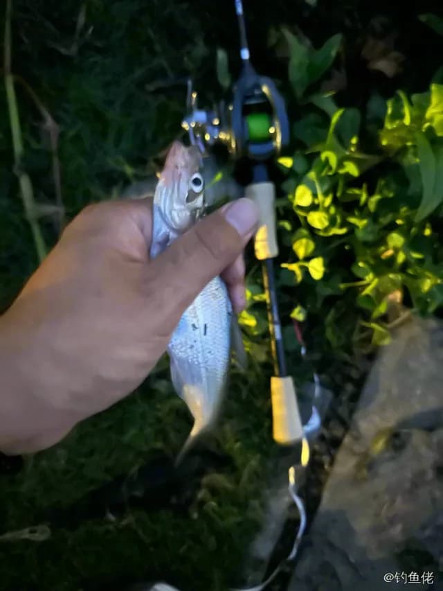 燕赤鮨钓获 苏州市 0.1kg