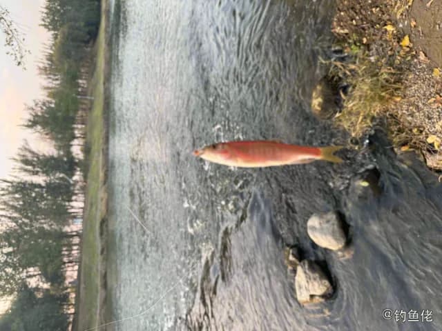 燕赤鮨钓获 北京市 0.8kg