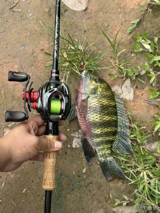 眼点丽鱼钓获 吉安市 0.3kg