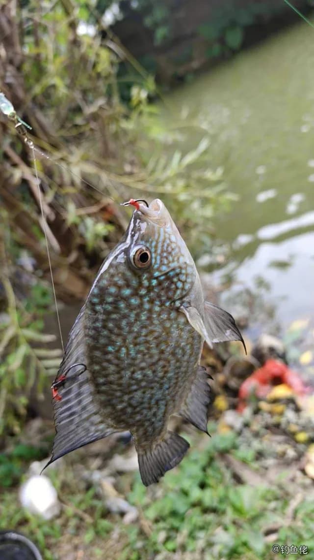 眼点丽鱼钓获 无锡市 0.2kg