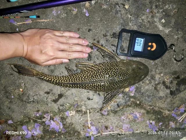 野翼甲鲇(清道夫)钓获 广州市 0.5kg