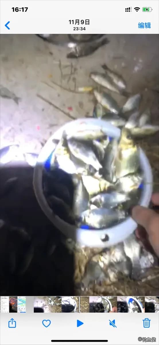 银鲳钓获 石家庄市 2.4kg