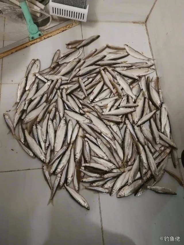 银鮈钓获 武汉市 0.02kg