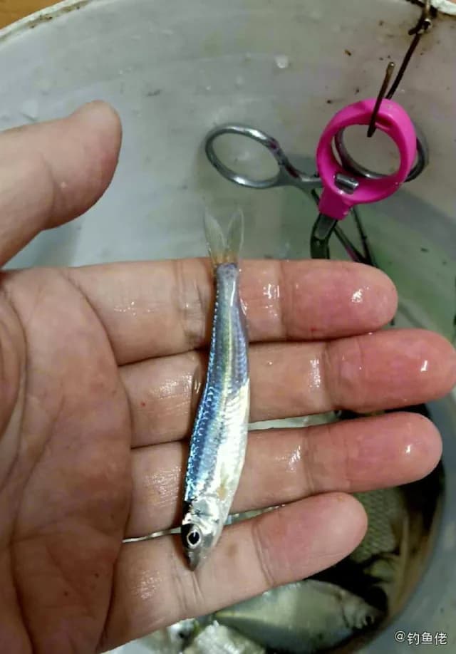银鮈钓获 衡水市 0.05kg