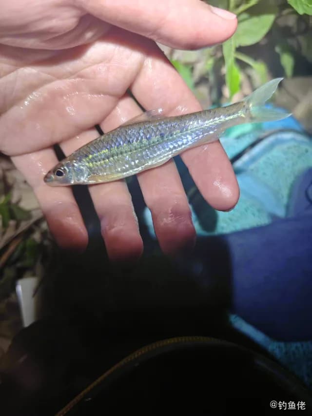 银鮈钓获 重庆市 0.05kg